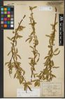 Foto von Salix alba L. x Salix fragilis L.